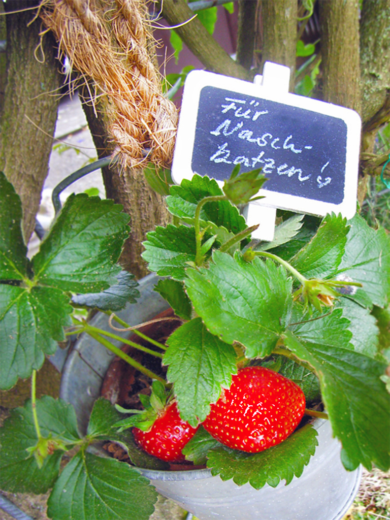 wiki_erdbeeren